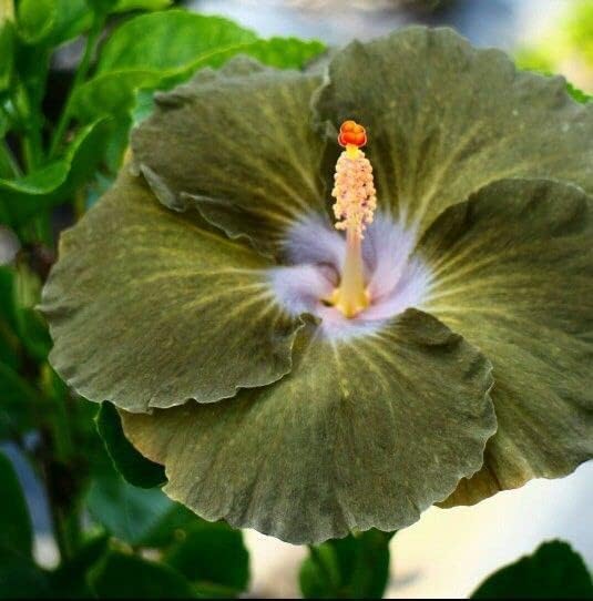 Zomoloco_Hibiscus Plant-MATTE GREEN DIFFERENT HIBISCUS