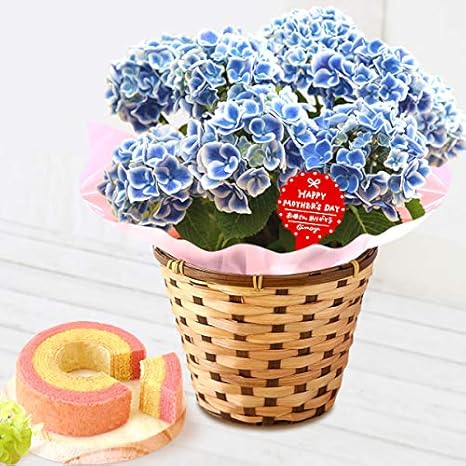 Amazon 母の日 の プレゼント おいもや 紫陽花 あじさい ブルー 青 5号鉢 バームクーヘン 花とスイーツ 花鉢 生花 Md チボリ ブルー 観葉植物 オンライン通販
