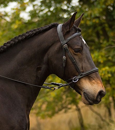 Barefoot Gebisslose Zäumung für Pferde - Bittless Bridle und Sidepull in einem - Weich gepolstert mit breitem Nasen-, Stirn-und Genickstück - ideal für Western, Englisch und Wanderreiten - COB schwarz