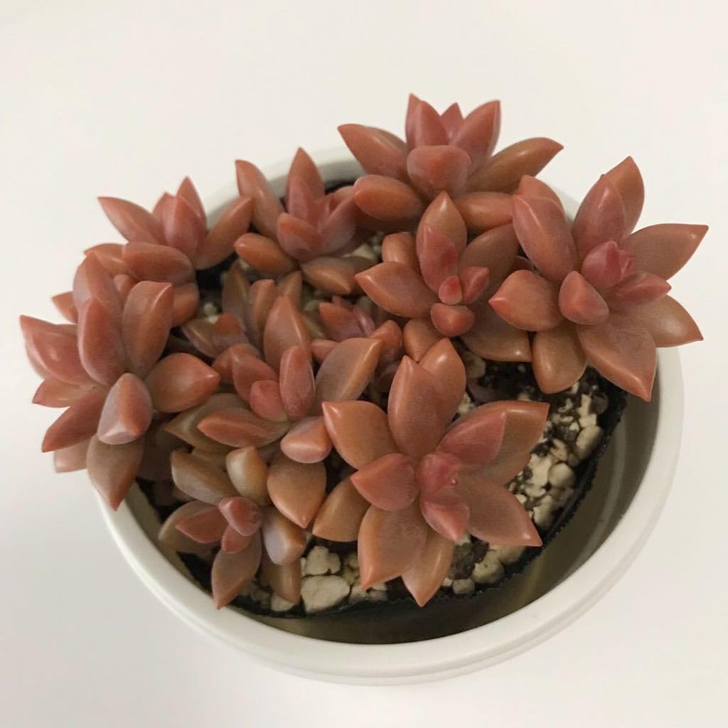 Amazon.co.jp: 多肉植物 ブロンズ姫 グラプトペタルム 抜き苗 根付き