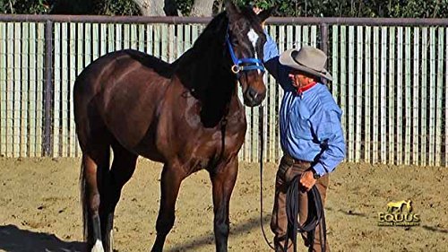 Monty Roberts Official Dually Training Halter Large/Draft (With Free Dvd) #TOP2