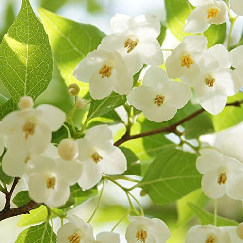 Amazon 苗 苗木 エゴノキ 樹高0 3m前後 10 5cmポット えごのき エゴの木 白い清楚な花が 枝いっぱいに咲く木 苗木 植木 苗 庭木 生け垣 1本 1 植木 Amazon 苗 苗木 エゴノキ 樹高0 3m前後 10 5cmポット えごのき エゴの木 白い清楚な花が 枝いっぱいに咲く木 苗木 植木 苗 庭木 生け垣 1本 1 植木