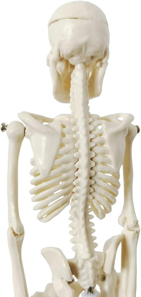 21cm Human Skeleton Model Skeleton Human Model Adult Small Skeleton Teaching Model Spine Whole Body