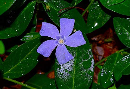 25 Vinca minor Marie blau Immergrün Triebe 5/7 Topfgewachsen T9x9...