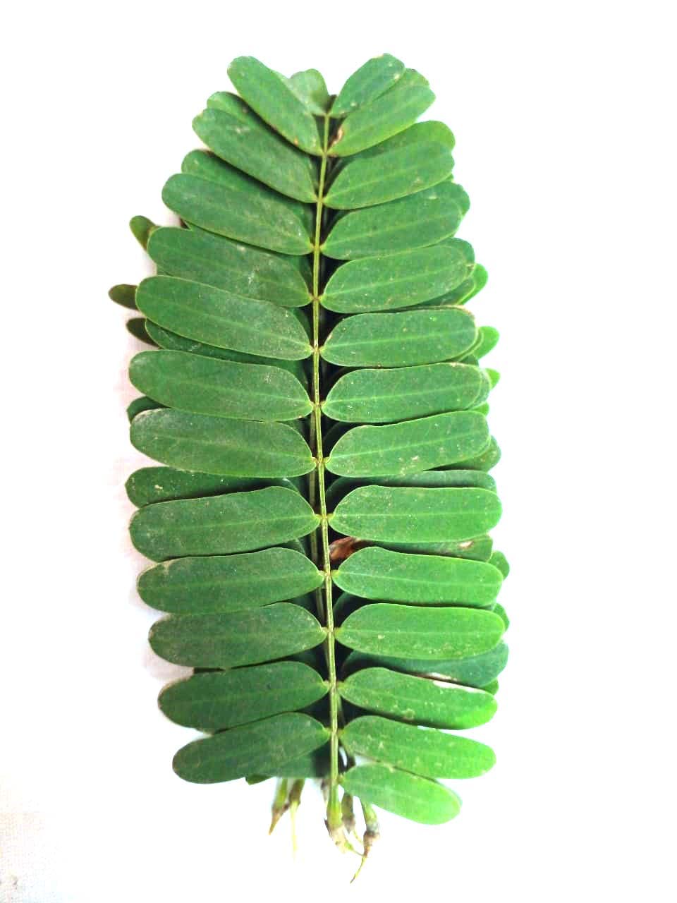 Li6 ®™ Fresh Pure Organic Tamarind Leaves 100 Gm - Emli (Imli) ka Patta (Patte, Patti) - Tamarind Leaf (B0BTT5TJM3) Amazon Price History, Amazon Price Tracker