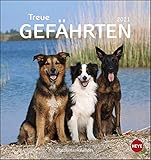  Hunde - Treue Gefährten Postkartenkalender 2021 - Kalender mit perforierten Postkarten - zum Aufstellen und Aufhängen - mit Monatskalendarium - Format 16 x 17 cm