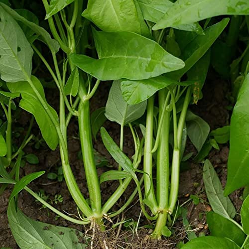 Somerway Gemüse Samen für die Pflanzung 600 Stück Wasser Spinat Samen essbare Pflanzens Amen Bauernhof Gemüse Samen Garten Geschenke für Frauen Grün