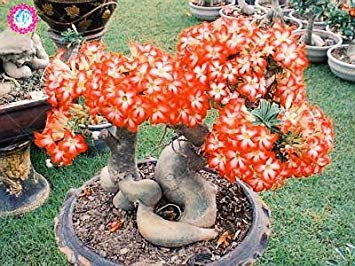 VISTARIC 6: 100 PC/Beutel seltene Regenbogen-Eukalyptus-Blte Samen,  Tropischer Baum Samen, Eukalyptus-Anlage fr Hausgarten Zier Bonsai 6 :  Amazon.de: Garten