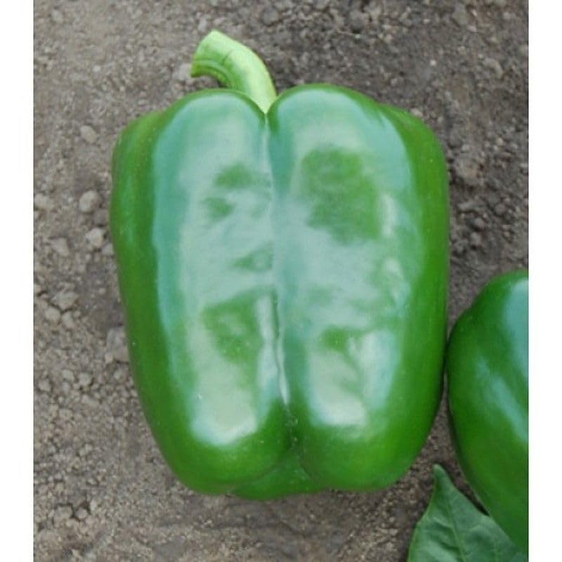 Amazon.com : Generic PS09941819 X5R Hybrid Sweet Pepper Seeds (45