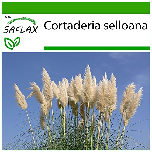 SAFLAX - Erba delle Pampas - 200 semi - Con substrato - Cortaderia selloana