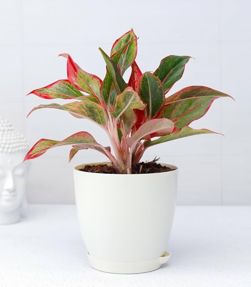 Live Nature Red Lipstic Plant, Multistem Plant Bushy, Verry Beautiful Red Leaf, Air-purifying indoor plant, Easy Care Indoor Ornamental Plant, Without Pot (Pack Of 1) ZP_6-image-32