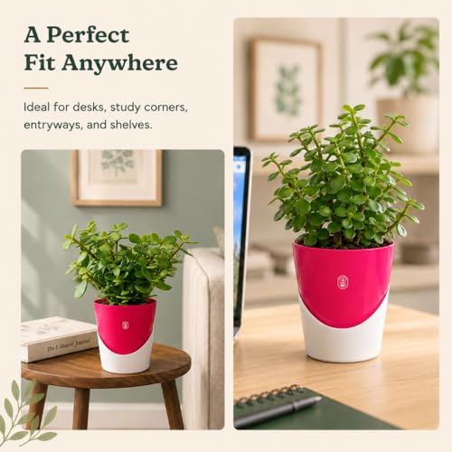 Image of Urban Upvan 4 Inch Self Watering Pot with Jade Plant | Indoor Decorative Planter with Drainage System | Ideal for Home, Office & Desk Decor | Pink