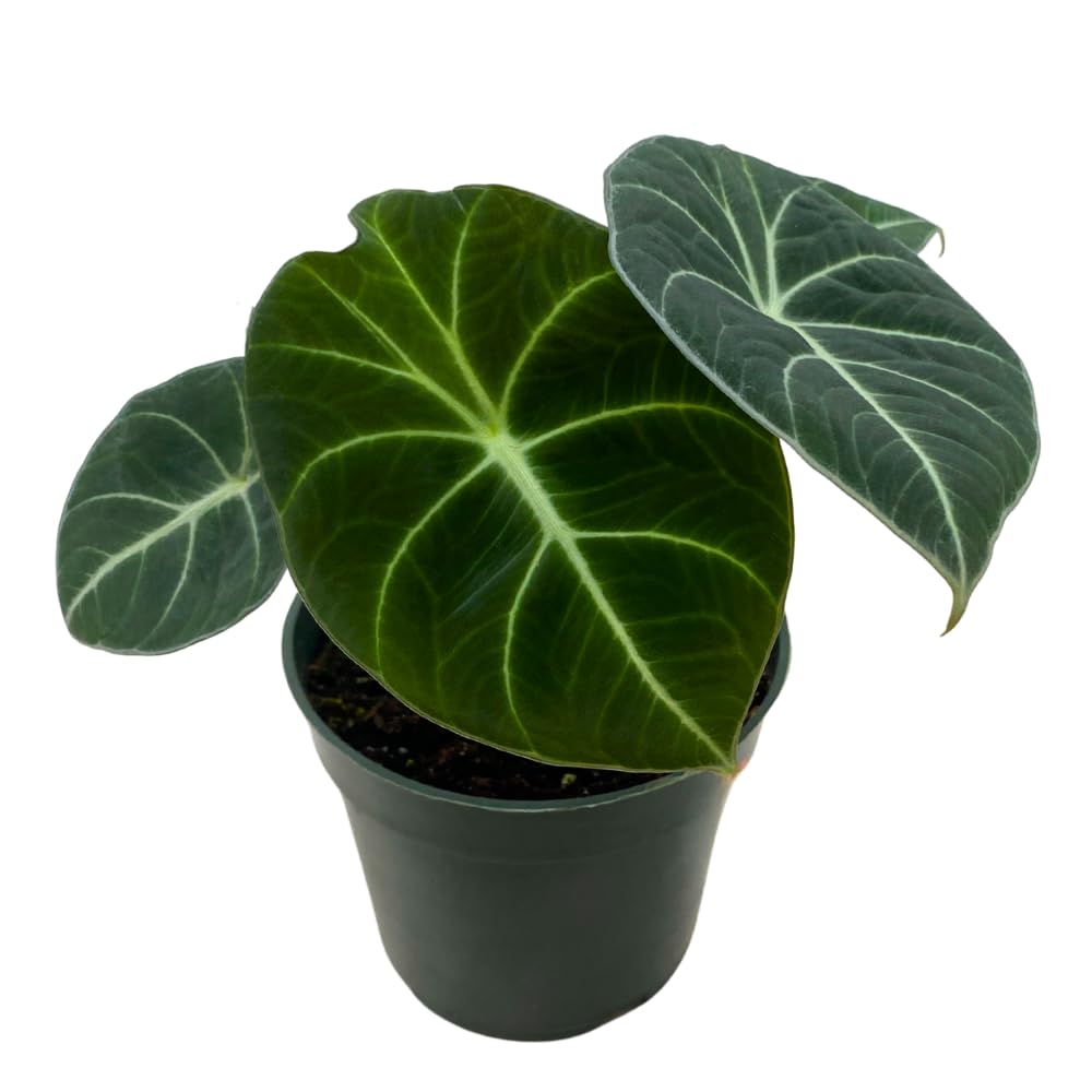 BubbleBlooms Alocasia Black Velvet