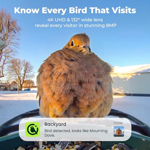 Image of Kiwibit Solar Smart Bird Feeder with Camera, 4K Live Video, No Subscription