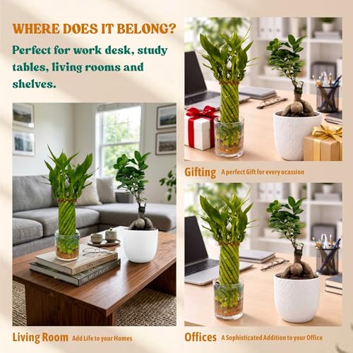 Image of Amulya Farms Bamboo Plant for Home Decoration | Combo of Bamboo Wheel in Glass Pot and Bonsai Plant | Lucky plants for Home Decor | Bonsai with Stylish Planter | Feng Shui Plant |