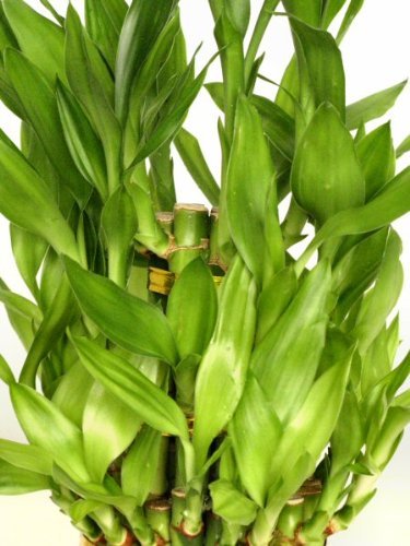 9Greenbox DTPB3 3 Tier 4 Inch 6 Inch 8 Inch Lucky Bamboo thumb #3