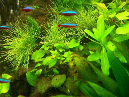 Aquariumset XXL für 500-600 Literbecken, Wasserpflanzen, Aquarienpflanzen
