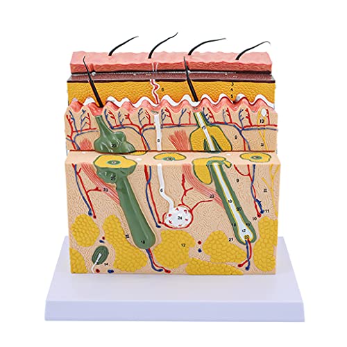 Realistic Skin Model 70X Enlarged Anatomical Model Anatomy for Science Classroom Study Display Teaching Model Biology Models for Classroom