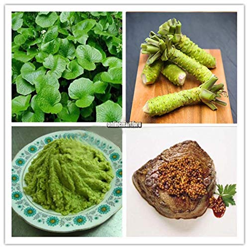 Portal Cool 100 Unids Wasabi Seeds JaponAs Semillas De RAcbano Picante Rare Vegetable Seeds Onmf