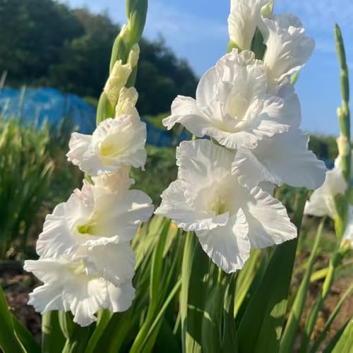 bulbi gladioli decorativi resistenti giardino ufficio decorazione ufficio balcone letti elevati interni letto elevato 30pcs
