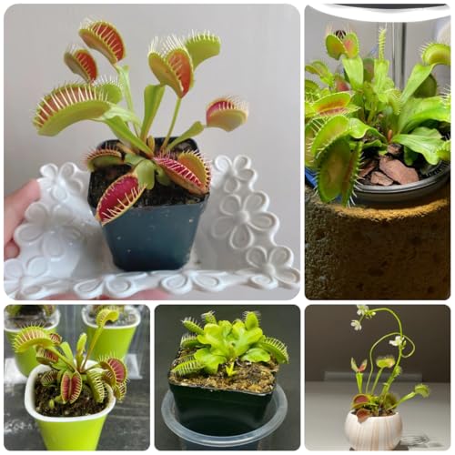 Generic Fleischfressende Fliegenfallen Samen 70pcs