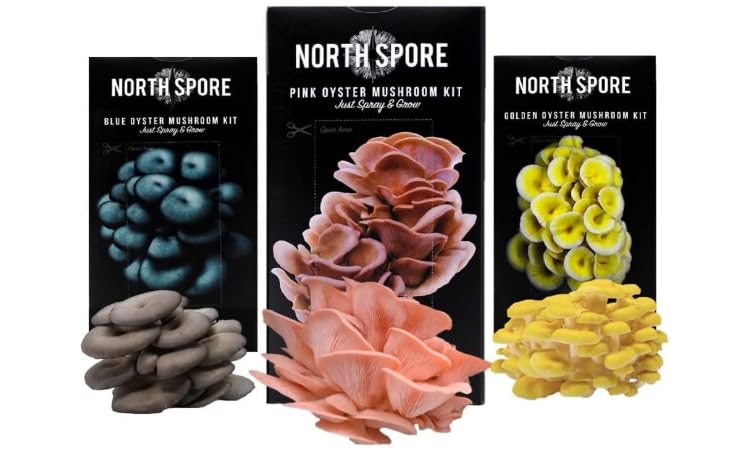 (3-Pack) North Spore Organic Blue, Pink, and Golden Oyster Mushroom Spray & Grow Kits (4 lbs each) | USDA-Certified Organic, Non-GMO, Beginner-Friendly & Easy to Use | Handmade in Maine, USA