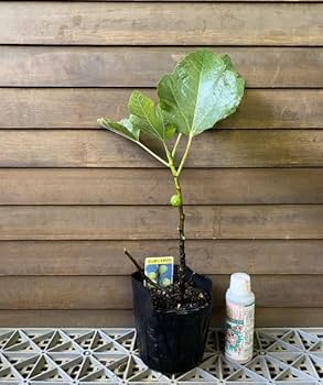 とうふイチジク苗セット とうふイチジク苗セット とうふ様専用イチジク