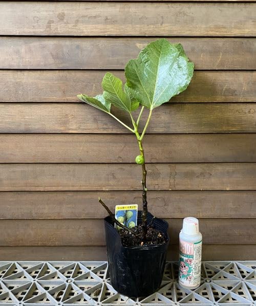 Amazon.co.jp: シュガーイチジク 《果樹苗》 : DIY・工具・ガーデン
