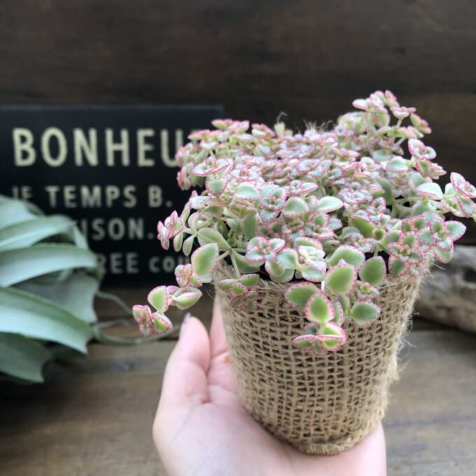多肉植物 中型 緑とピンク*3 多肉植物 中型 緑とピンク*3 多肉植物 中型 緑とピンク*3 多肉