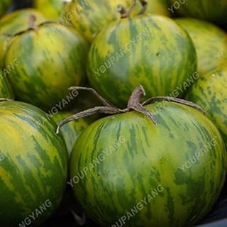 100 Rare Pieces Seeds Blue Tomato Multi-Color Tomato Seeds Tomato Tomato Tomato in Bonsai Fruit and Biological Green Vegetables: Only Seeds