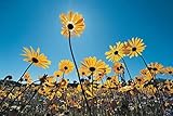 Wild Flowers Southern Namib Desert South Africa Photo Photograph Cool Wall Decor Art Print Poster...