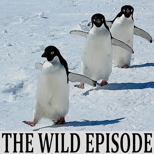 Ad&eacute;lie Penguin : The Ice Riders