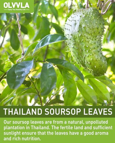 Image of Olvvla - Premium Soursop Tea Bags - 1.5g X 70 Count - Pure Natural Soursop Leaves Tea - Caffeine-free - Non-GMO - Sourced from Thailand - Support Digestion & Help Skin Health
