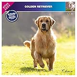 Golden Retriever Calendar - Dog Breed Calendars - 2017 - 2018 wall Calendars - 16 Month by Avonside