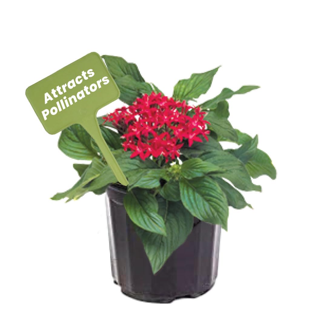 Penta Red Lace