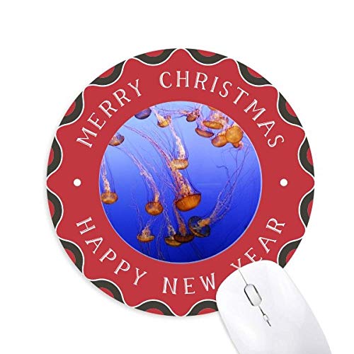 CmNQȊw͎R̎ʐ^ ~`S̃NX}X}EXpbh