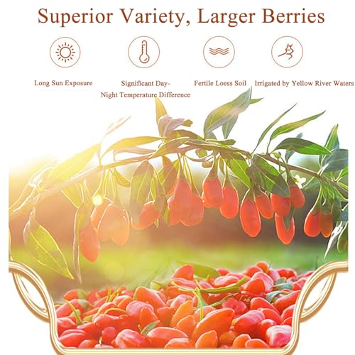 TJBXWPY Natural Goji Berries Natural Sun-Dried Goji Berries Large Berry 8oz Directly sourced for Tea Snacking Smoothies Trail Mix Baked Goods Oatmeal & More-Pack of 2 by TJBXWPY - Image 6