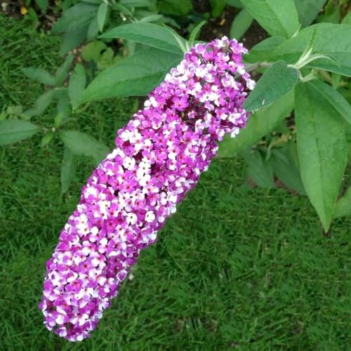 Plant Theory Berries and Cream Butterfly Bush Buddleja Shrub Plant 2L Pot