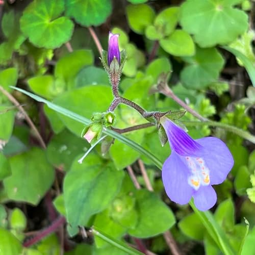 Semillas de Mazus reptans cubierta vegetal de jardín resistente labio boca Decoraciones jardín al aire libre: silvestres orgánicas, silvestres 500pcs