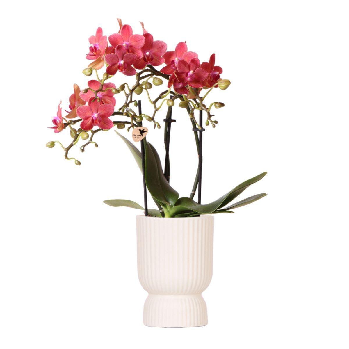 KOLIBRI Orchidées,Orchidée Phalaenopsis rose violet – Salvador + diabolo travertine – Diamètre du pot : 9 cm,Plante d'intérieur à fleurs – Fraîcheur du producteur