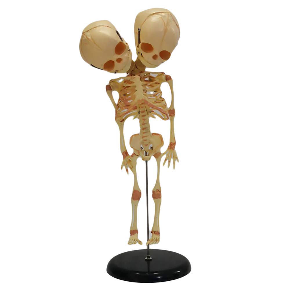 Modello di Scheletro fetale - Modello anatomico di Scheletro Infantile - Modello didattico Scheletro fetale in Materiale PVC - Modello didattico per Display di Studio