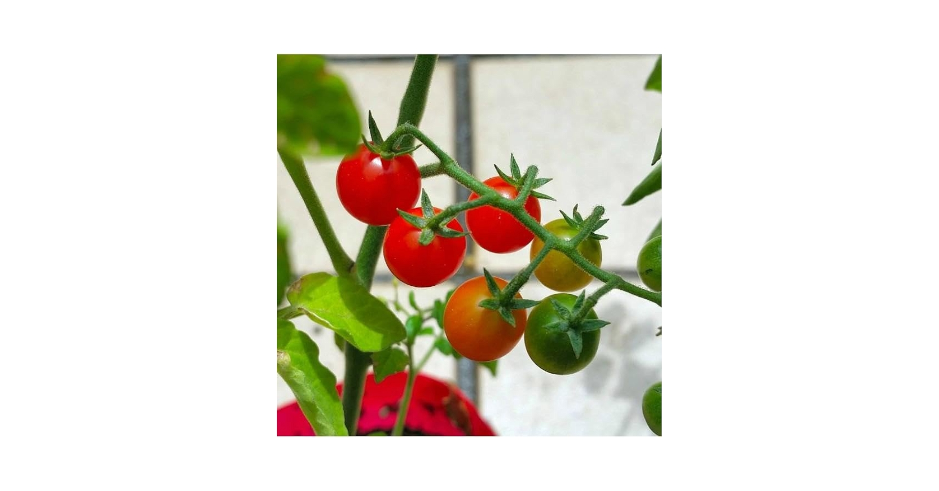 マイクロトマト Micro Tom Tomato - Victory Seed Company