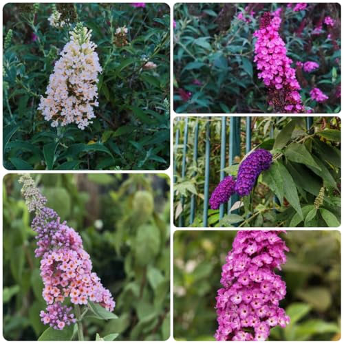 semi resistenti di farfalla lilla - giardino, esotiche di farfalle buddleia -Buddleja balcone, perenni 100pcs