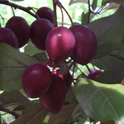 Amazon | スモモ プラム 苗 【紅葉スモモ （べにばすもも） ハリウッド
