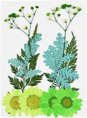 Flor seca pequeña para prensar y decorar miniatura 5