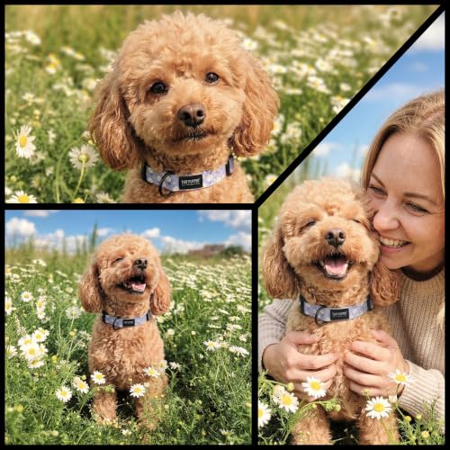 Image of Tuff Pupper Premium Adjustable Dog Collar, Stylish Pattern Collars Designed in USA, Quick Release Buckle, Lavender Daisy XL (1.25 Inch Wide x 20-30 Inch Neck)