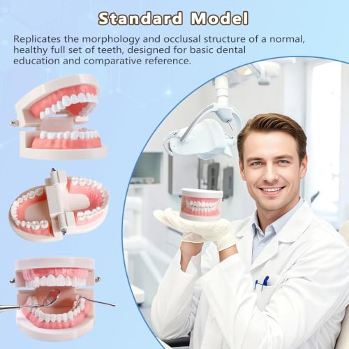 Image of 1 Pack Standard Teeth Model for Dental Training,Teaching,and Practice,Adult Standard Typodont Demonstration Denture Model for Dentists,and Hygienists,Oral Anatomy Demonstration Model