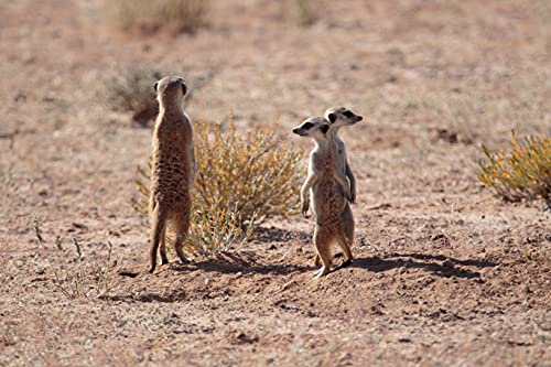 The Zoologist's Guide to the Galaxy: What Animals on Earth Reveal about Aliens – and Ourselves