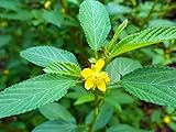 MOLOKHIA SEED (Egyptian Spinach) by Stonysoil Seed Company