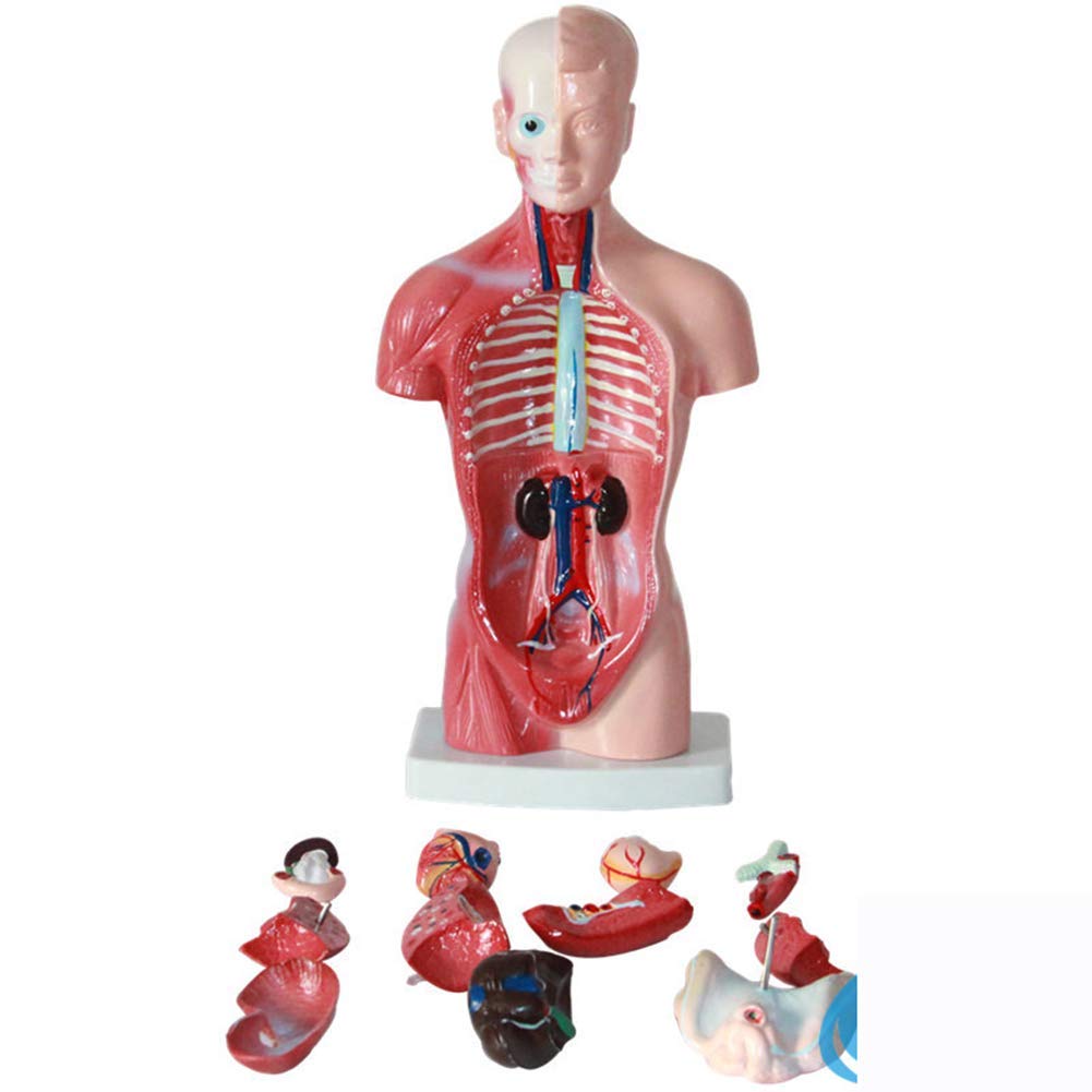 Modelo de Estructura de órganos anatómicos de Torso Humano (11 Pulgadas) - Muestra 15 órganos internos. Seguro de Calidad